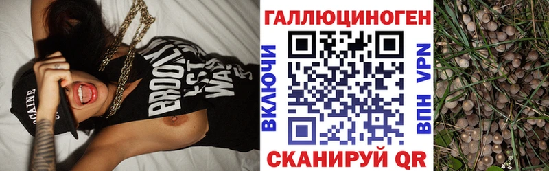 Псилоцибиновые грибы Psilocybine cubensis  Печоры 